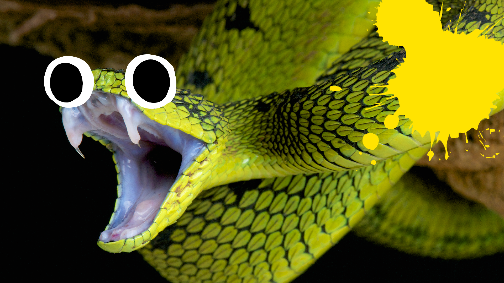 Snake with goggly eyes