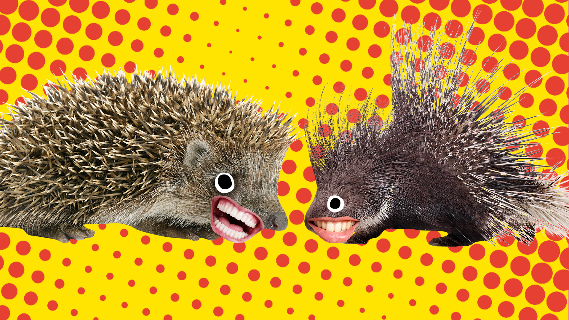 Two brown hedgehogs squaring up to each other