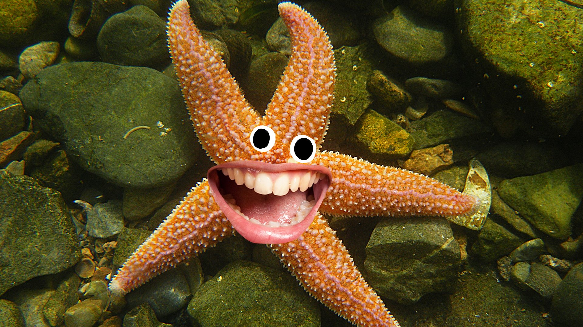 Starfish with smiley face
