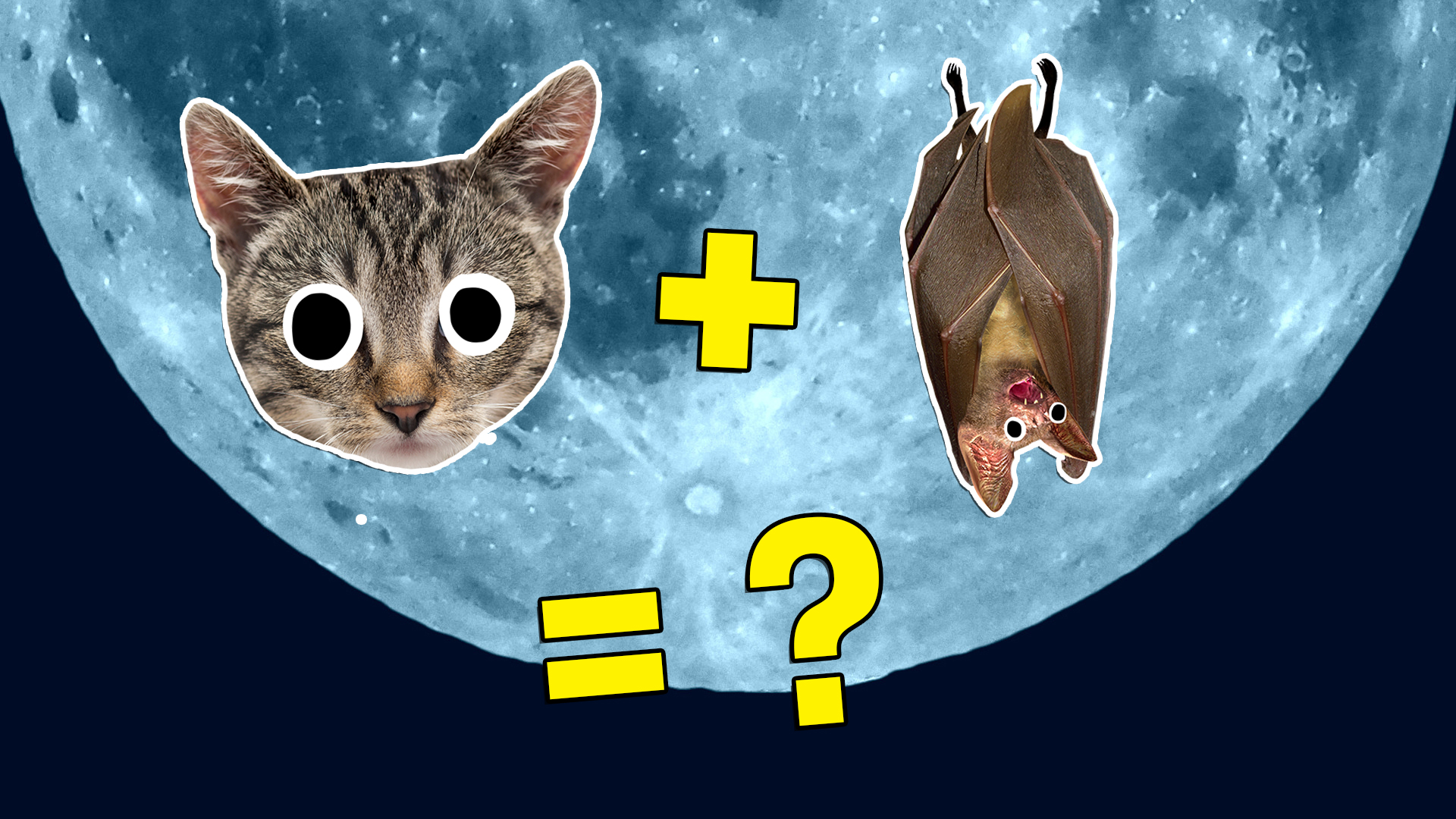 Cat + bat = what?