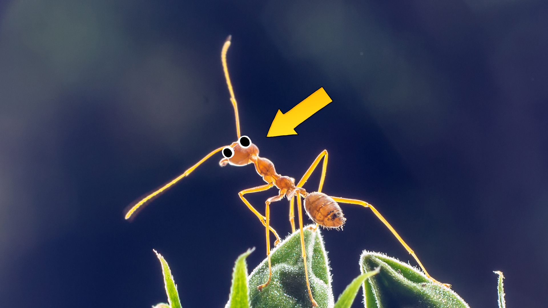 20 Ant Jokes That Are A Const-ant Joy! 