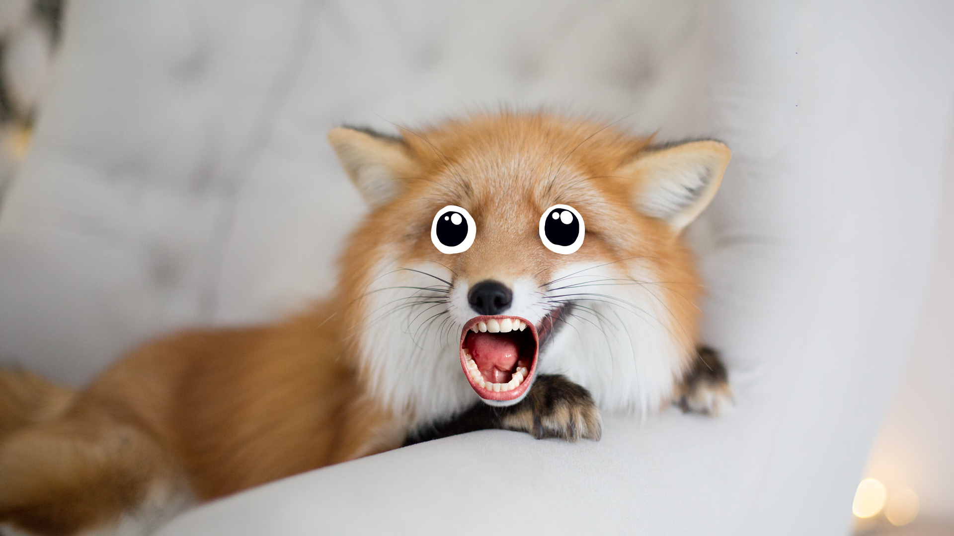 A yawning fox