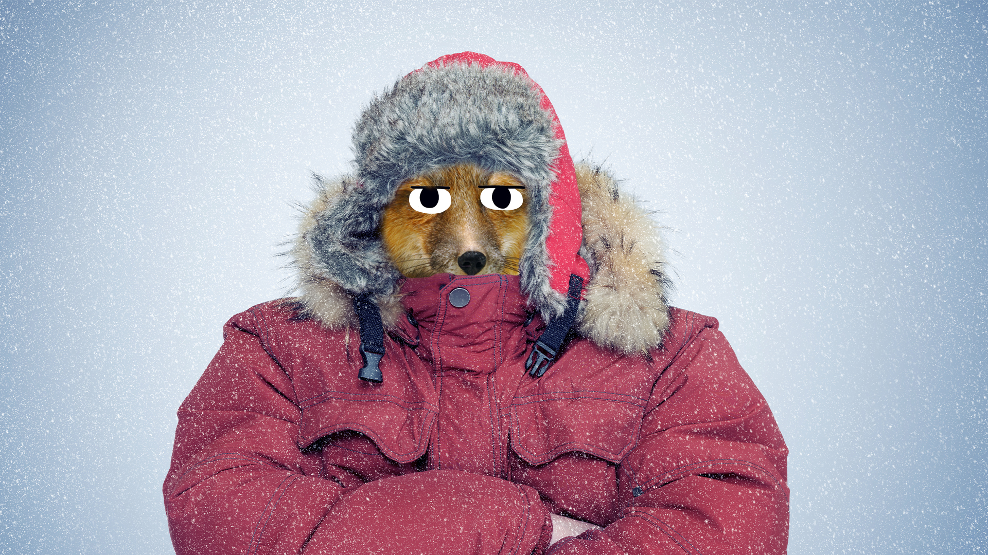 A fox in a winter coat