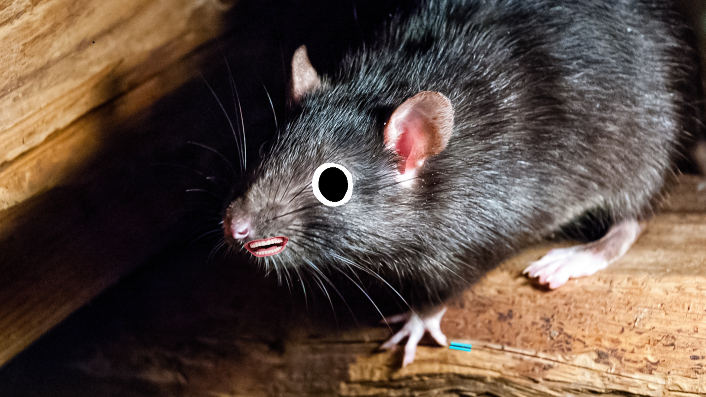 A rat on some floorboards