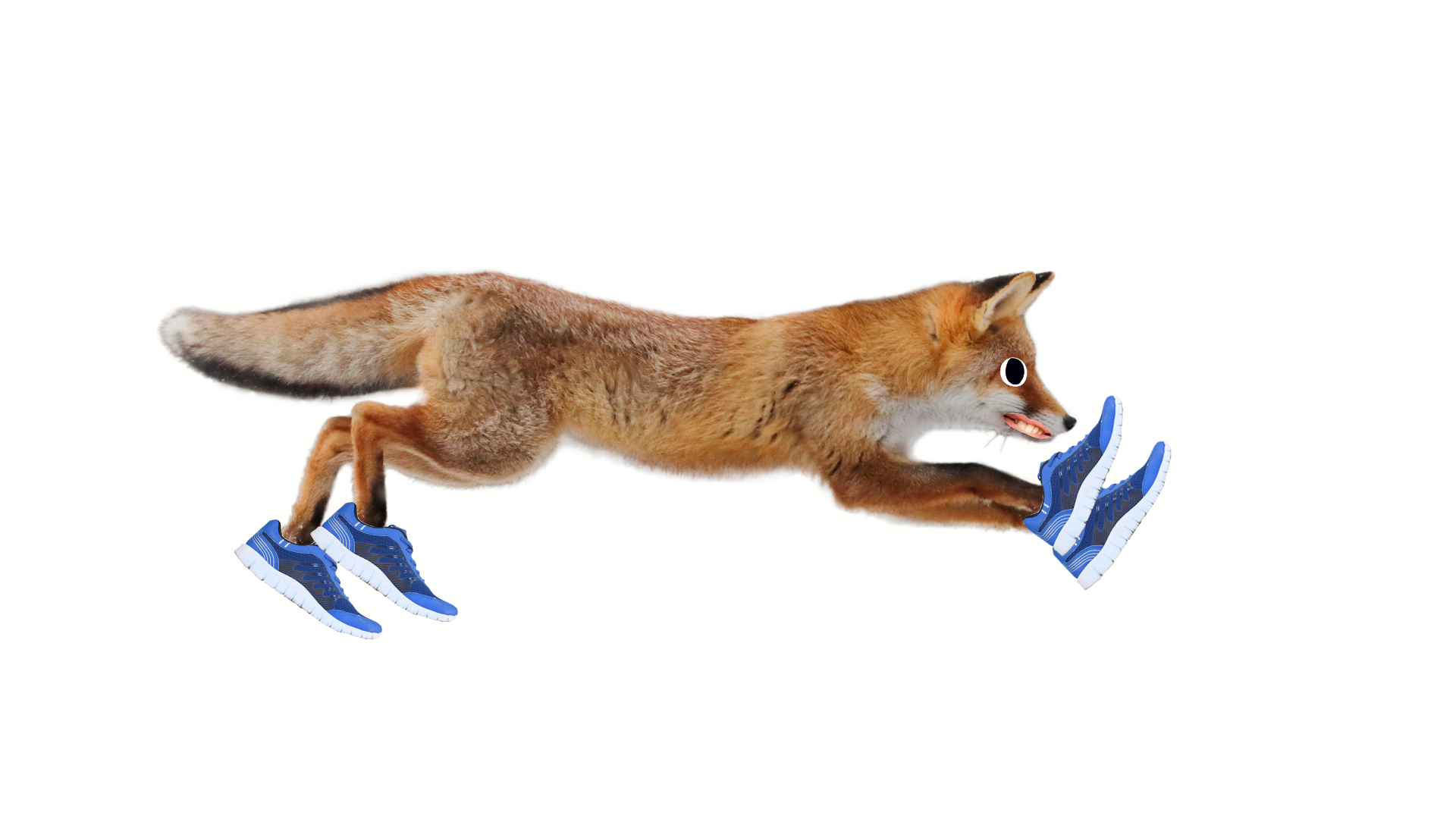 A fox running while wearing blue trainers