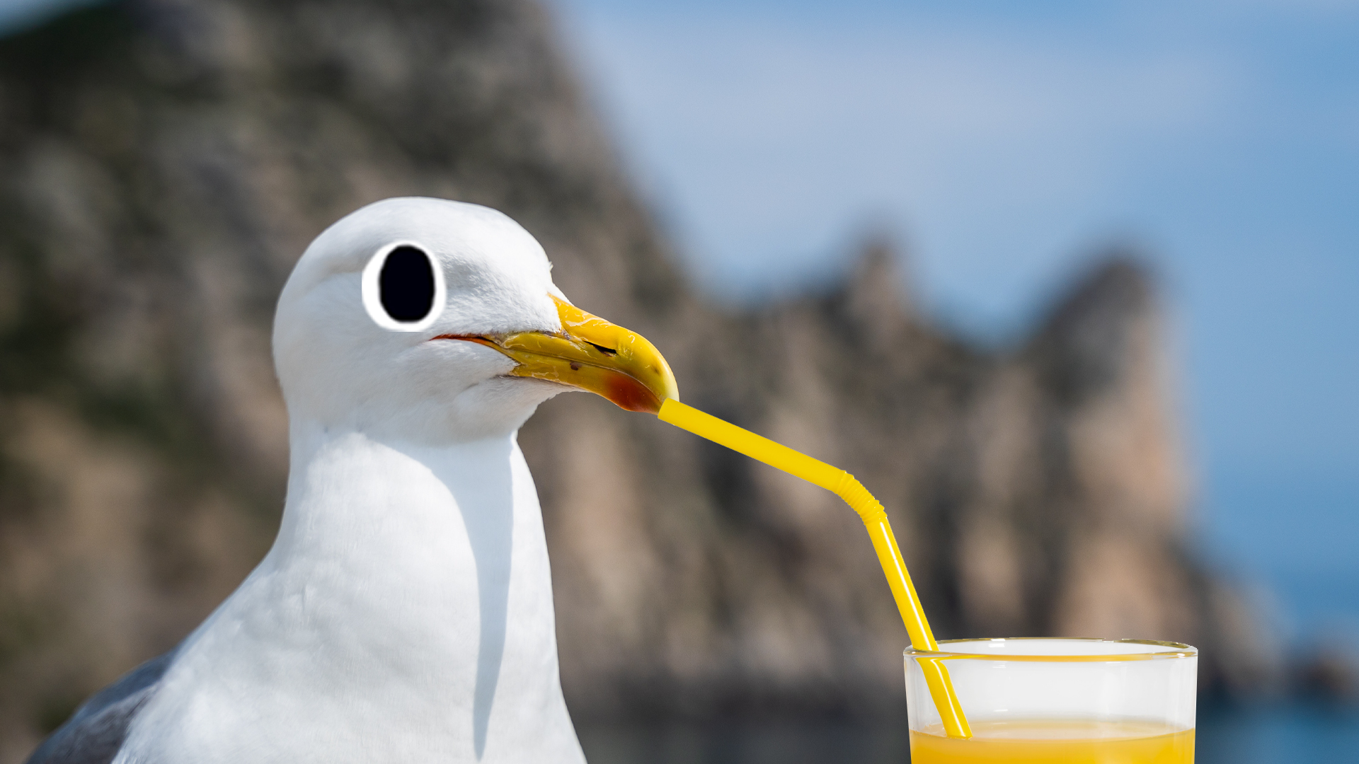 Seagull drinking orange juice through a straw