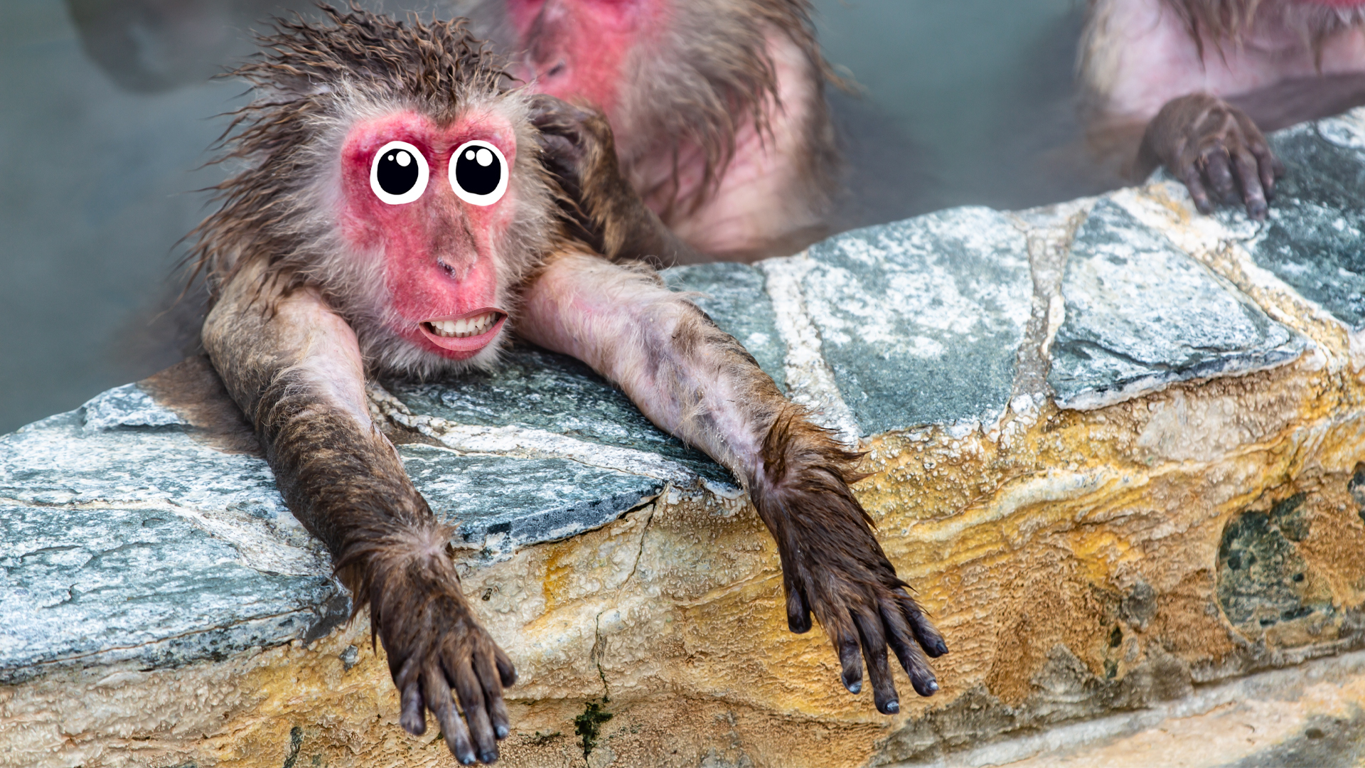 Snow monkeys in a hot spring
