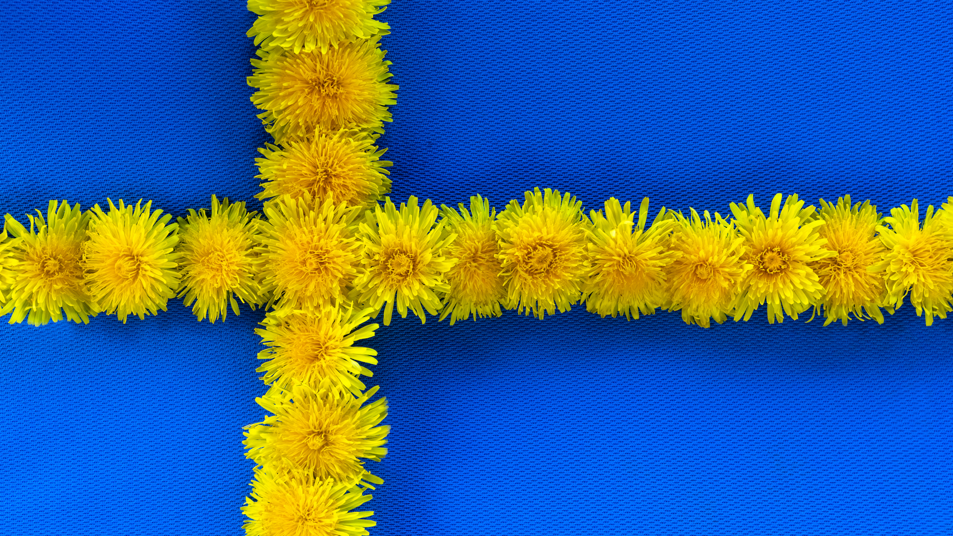 A Swedish flag made out of dandelions
