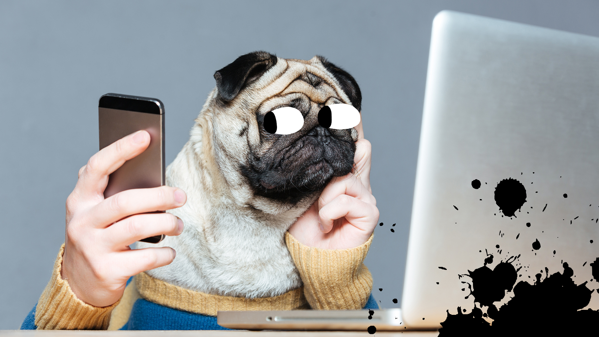 A pug looks at her phone