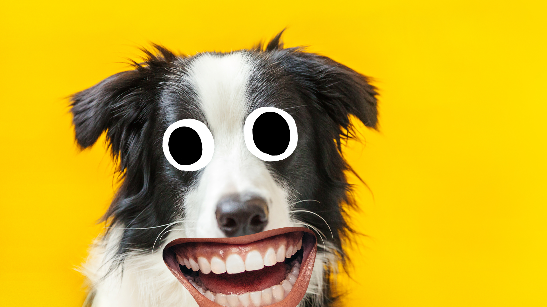 Smiling dog on yellow background