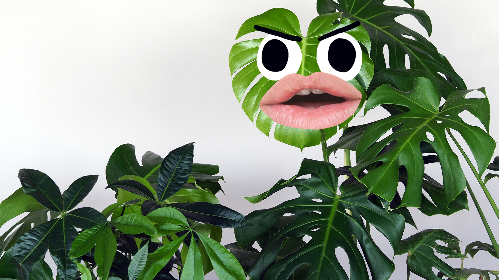 House plant with face