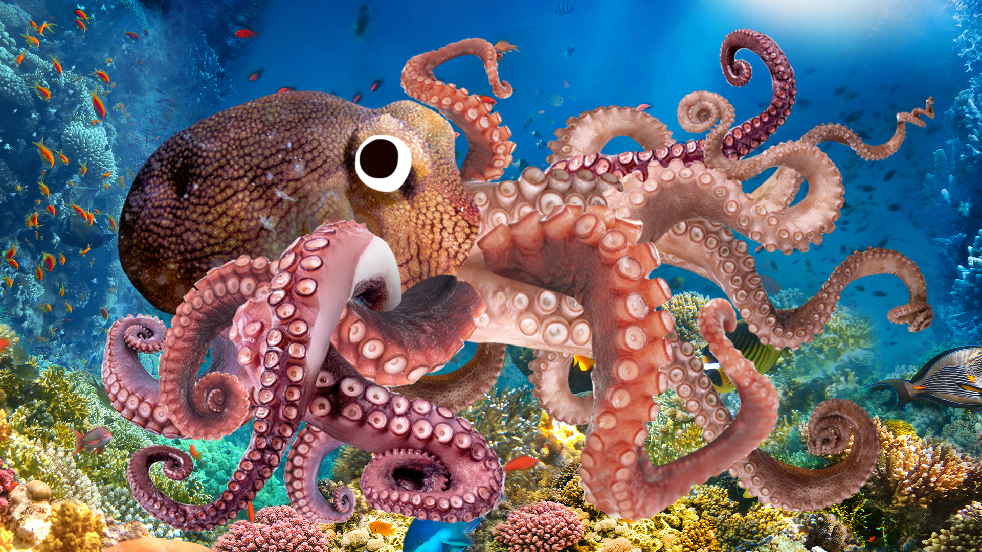 Octopus on coral reef