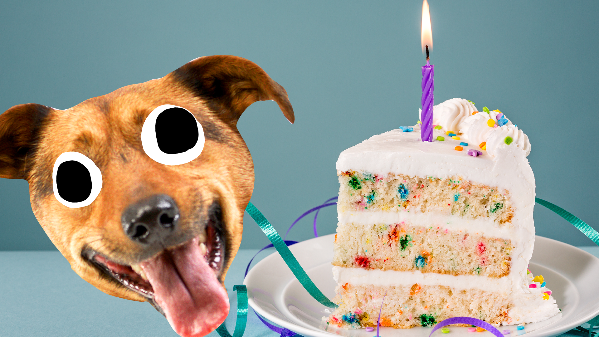 Excited dog face and birthday cake slice on blue background