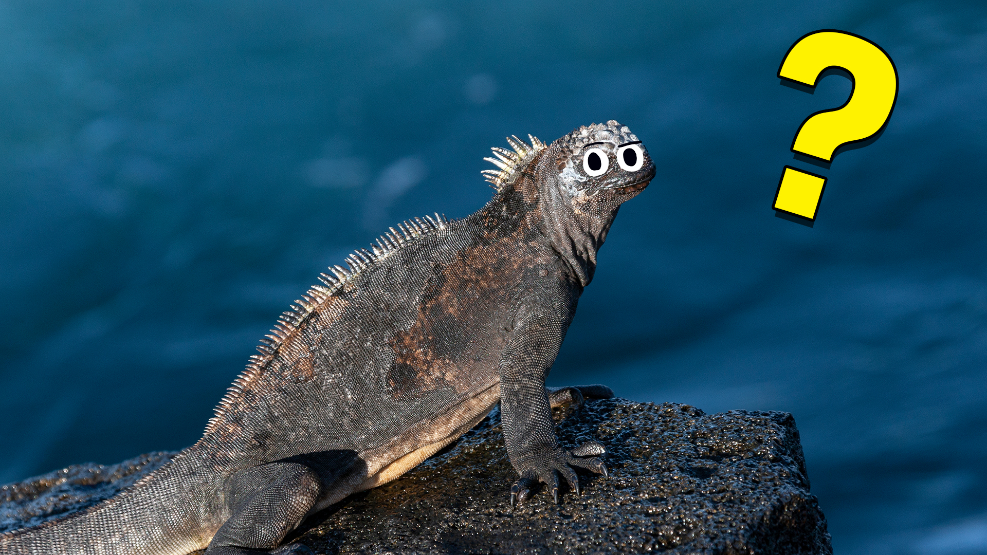 An iguana looks confused