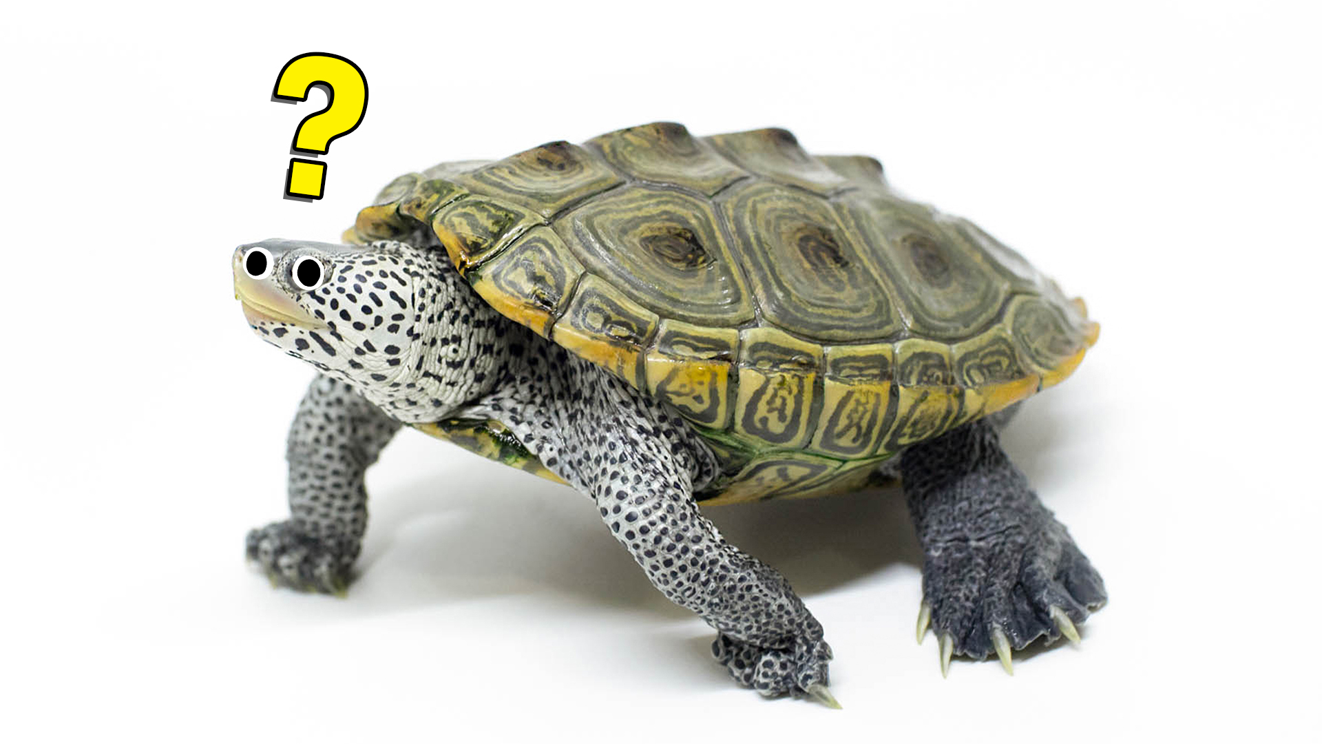 A confused terrapin