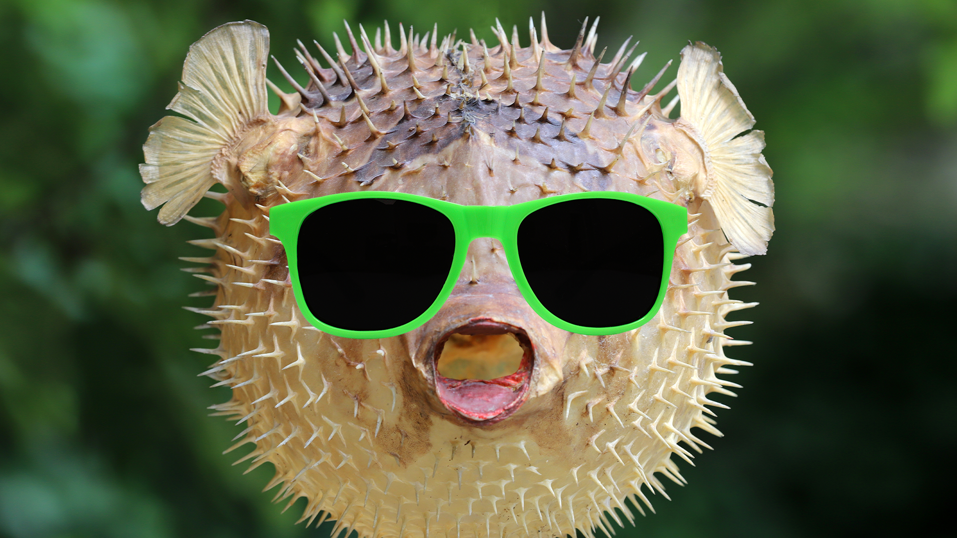 Pufferfish with sunglasses