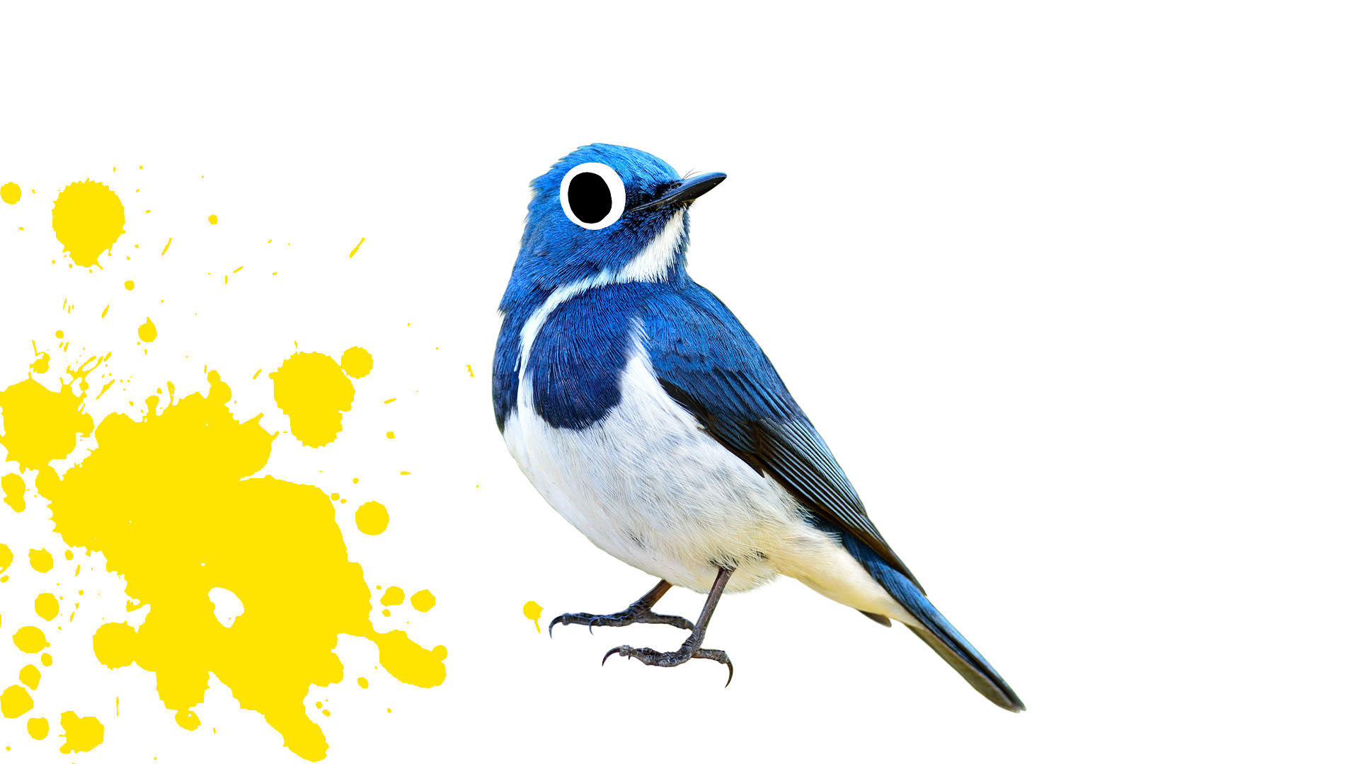 Blue bird with yellow splat