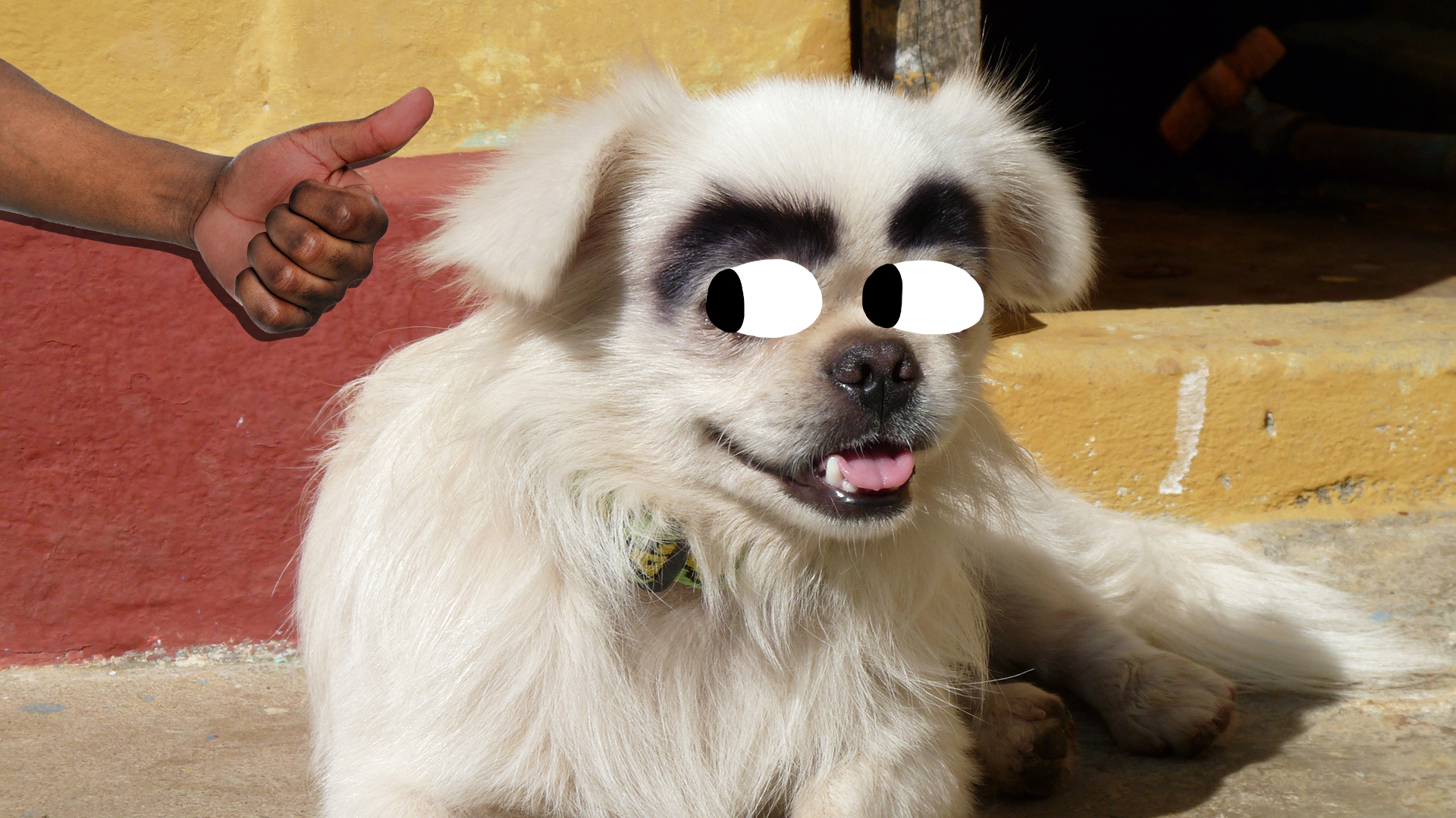 A dog with big eyebrows