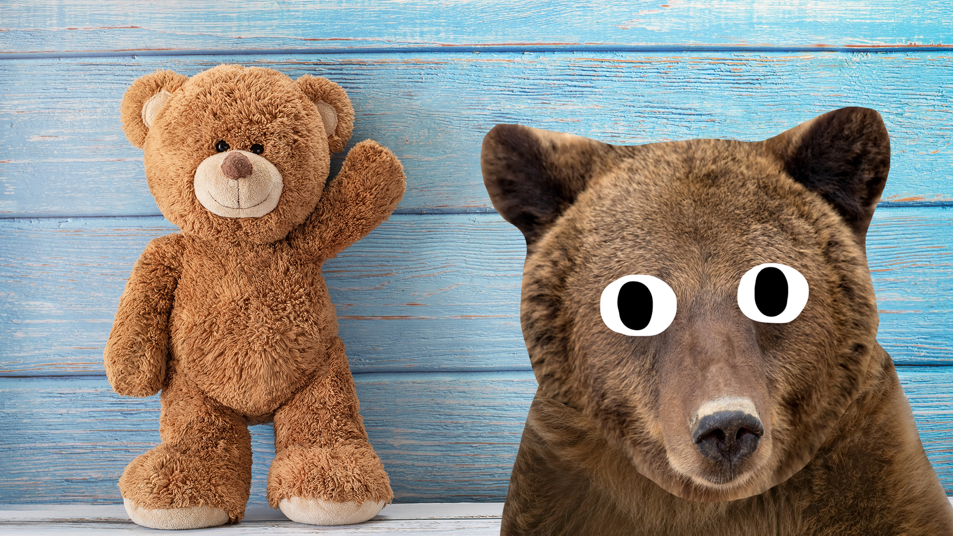 Teddy bear and real bear looking surprised 
