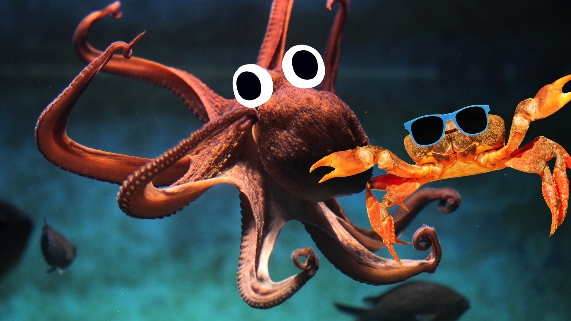 Octopus and other sea creatures