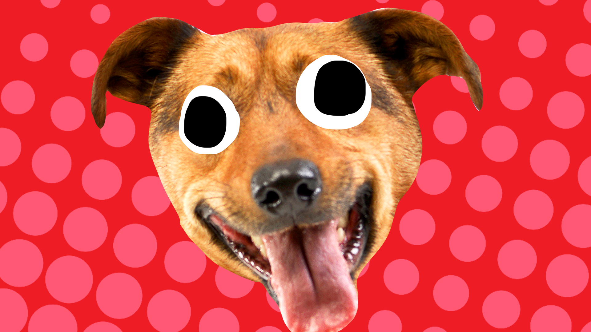 Happy dog face on red background