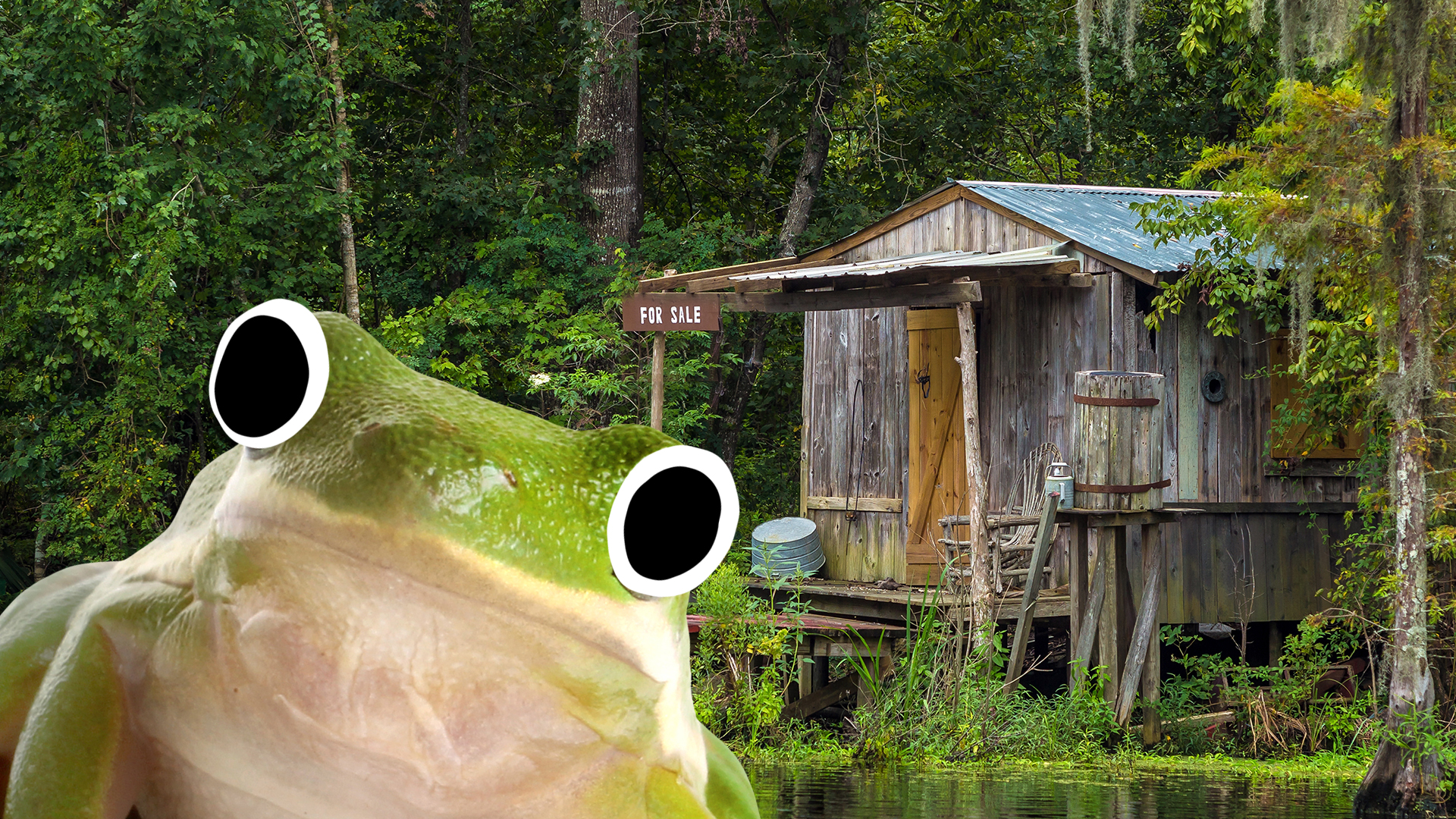 A frog in a swamp
