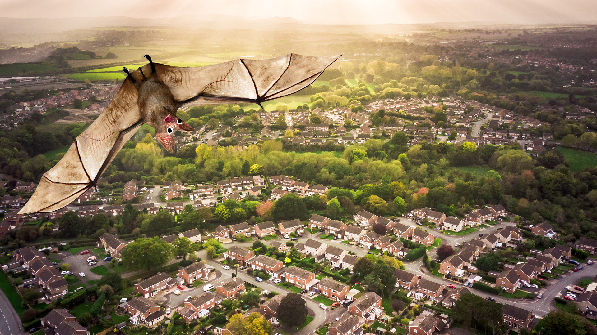 Aerial shot of English town with surprised looking bat