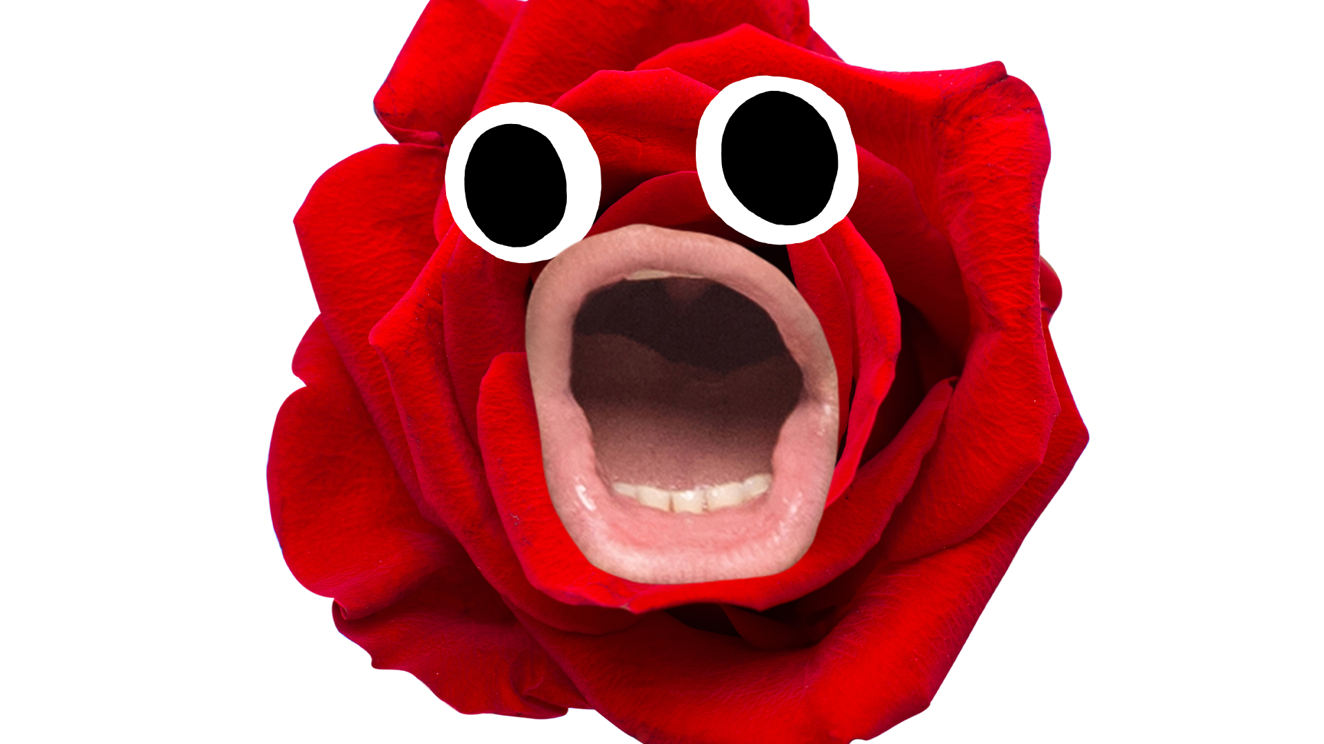 Rose with screaming face