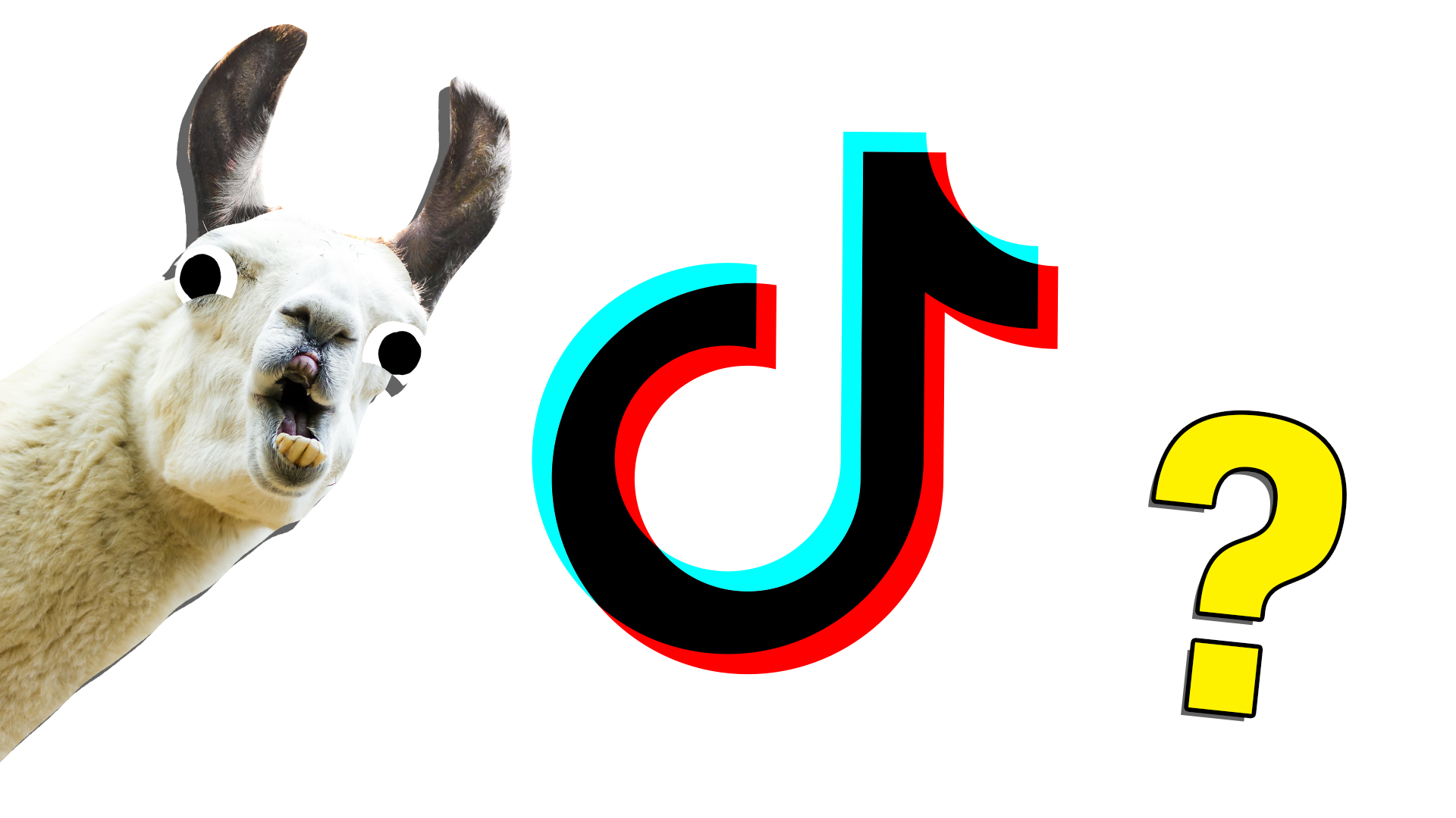 A llama laughs at the Tik Tok logo