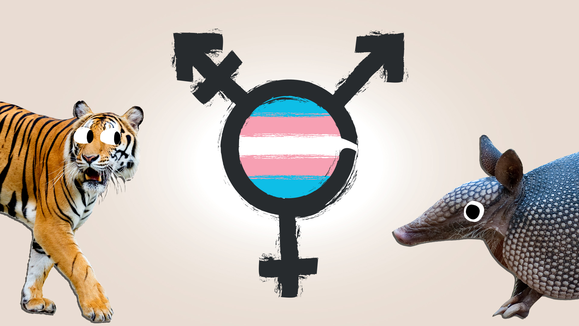 A tiger and armadillo with a trans flag