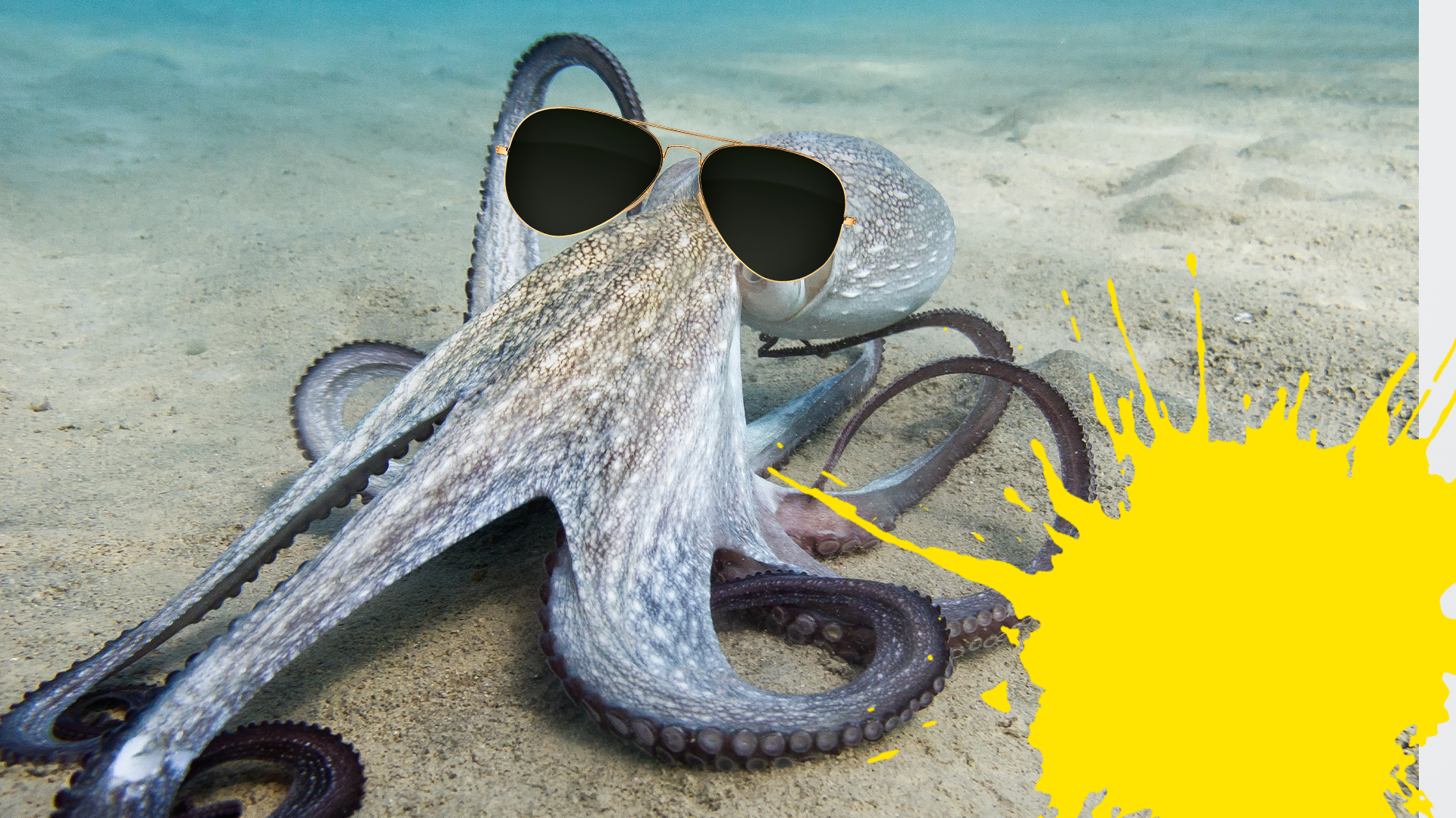 Octopus in sunglasses
