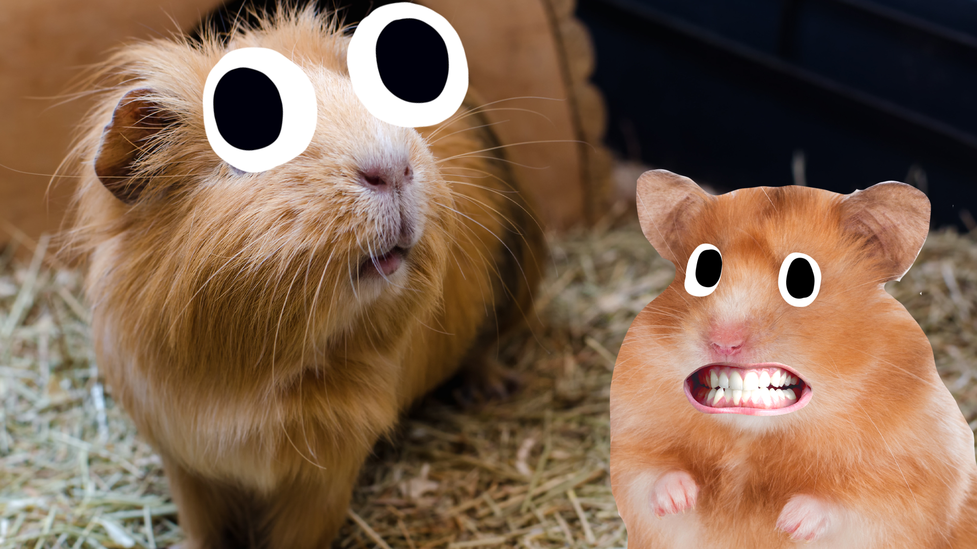Guinea pig and hamster