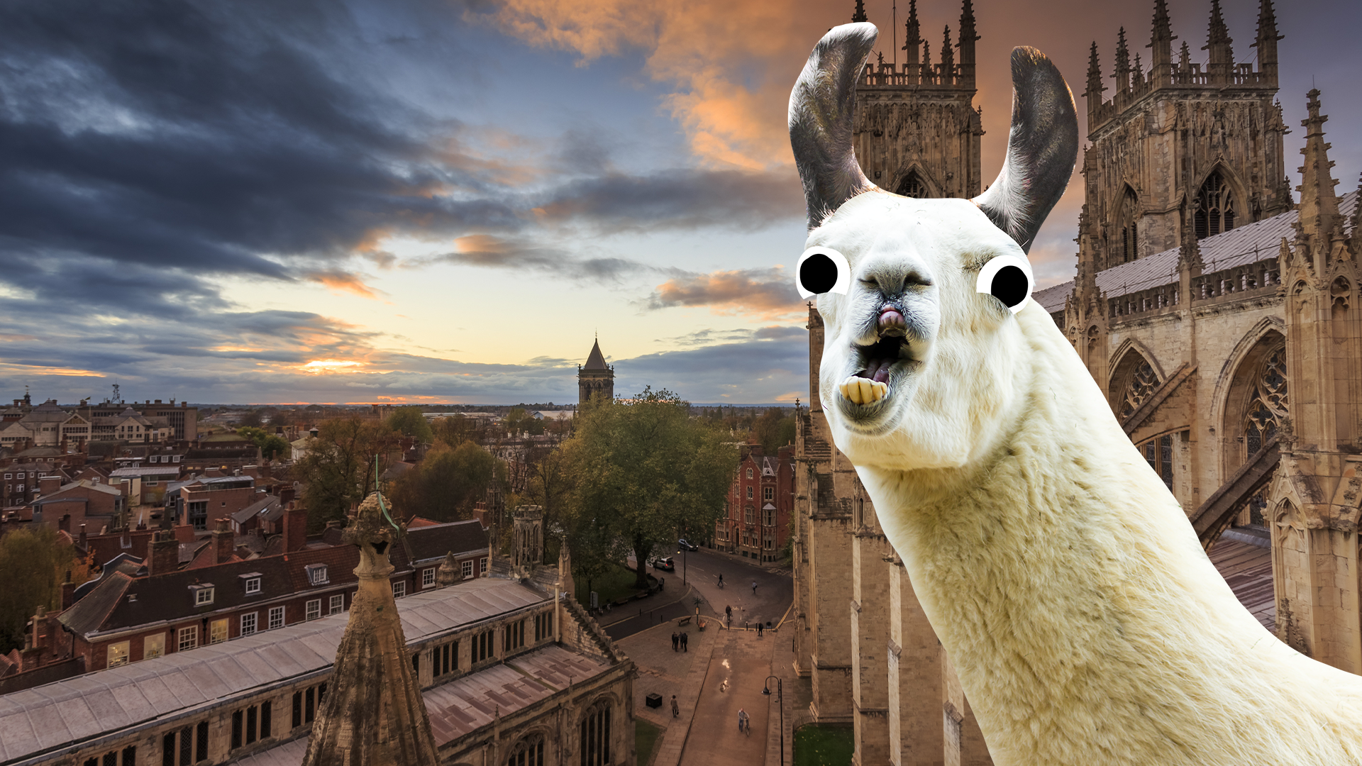 York with llama 