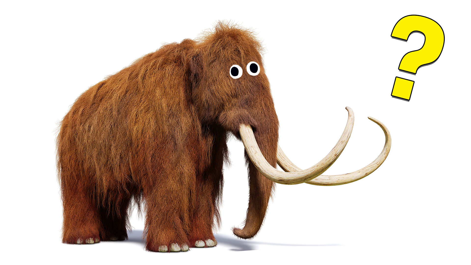 A wooly mammoth looks confused