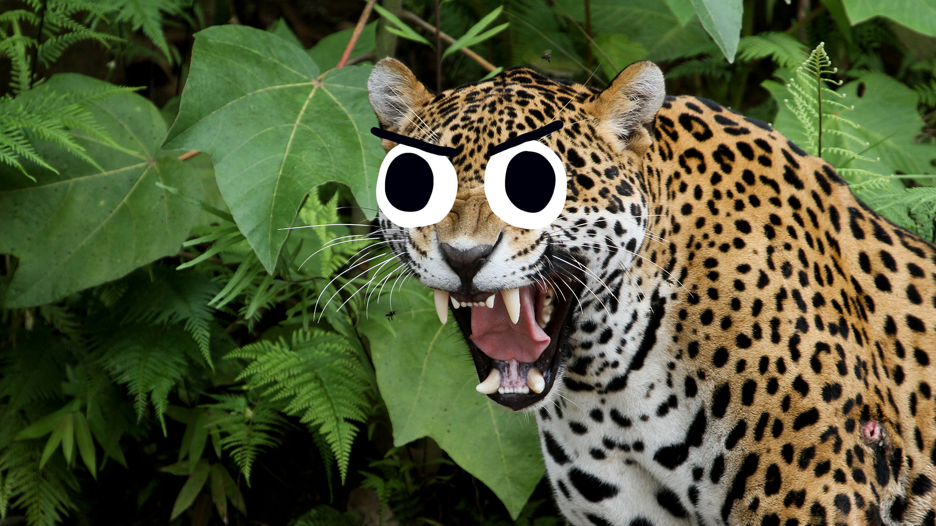A Jaguar in the jungle
