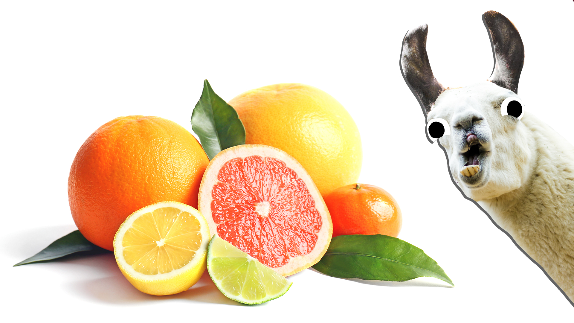 A llama looks at some fruit