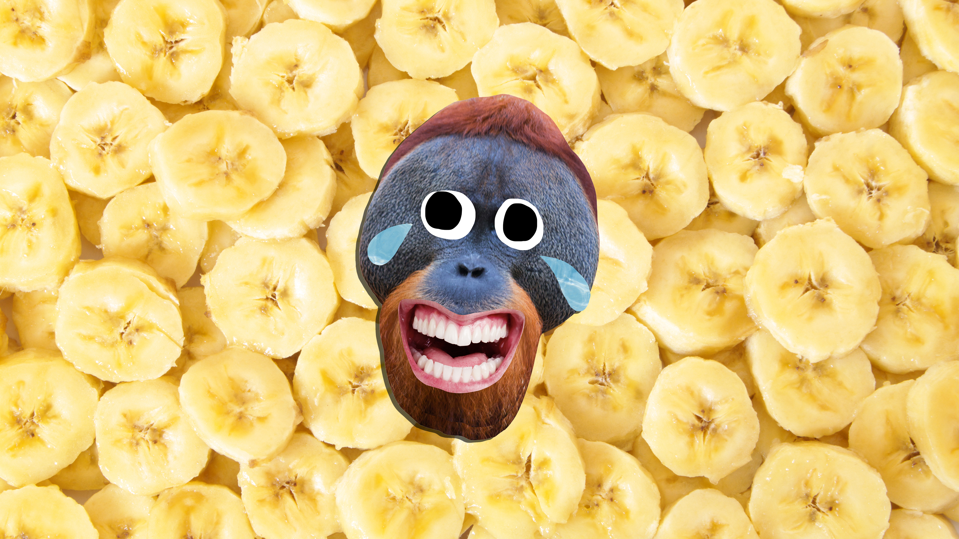 Laughing monkey in front of banana slices