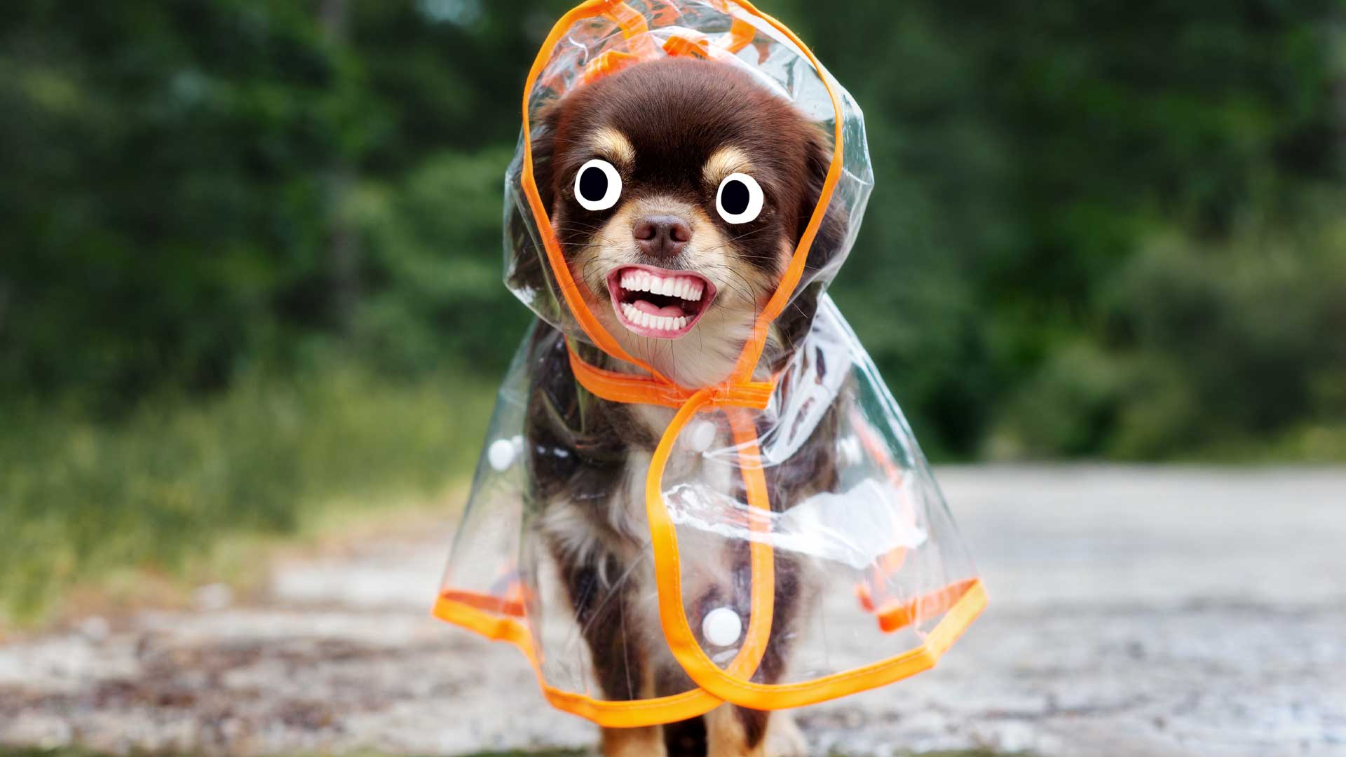 Dog in funny rainproof coat
