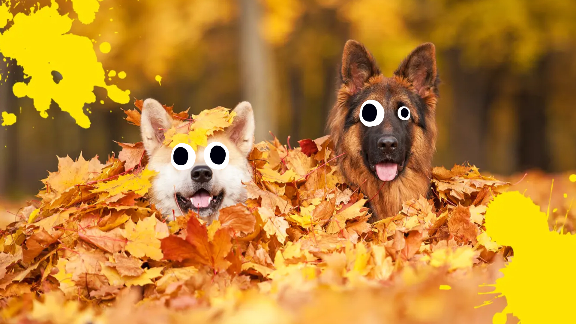 Two dogs in a pile of leaves