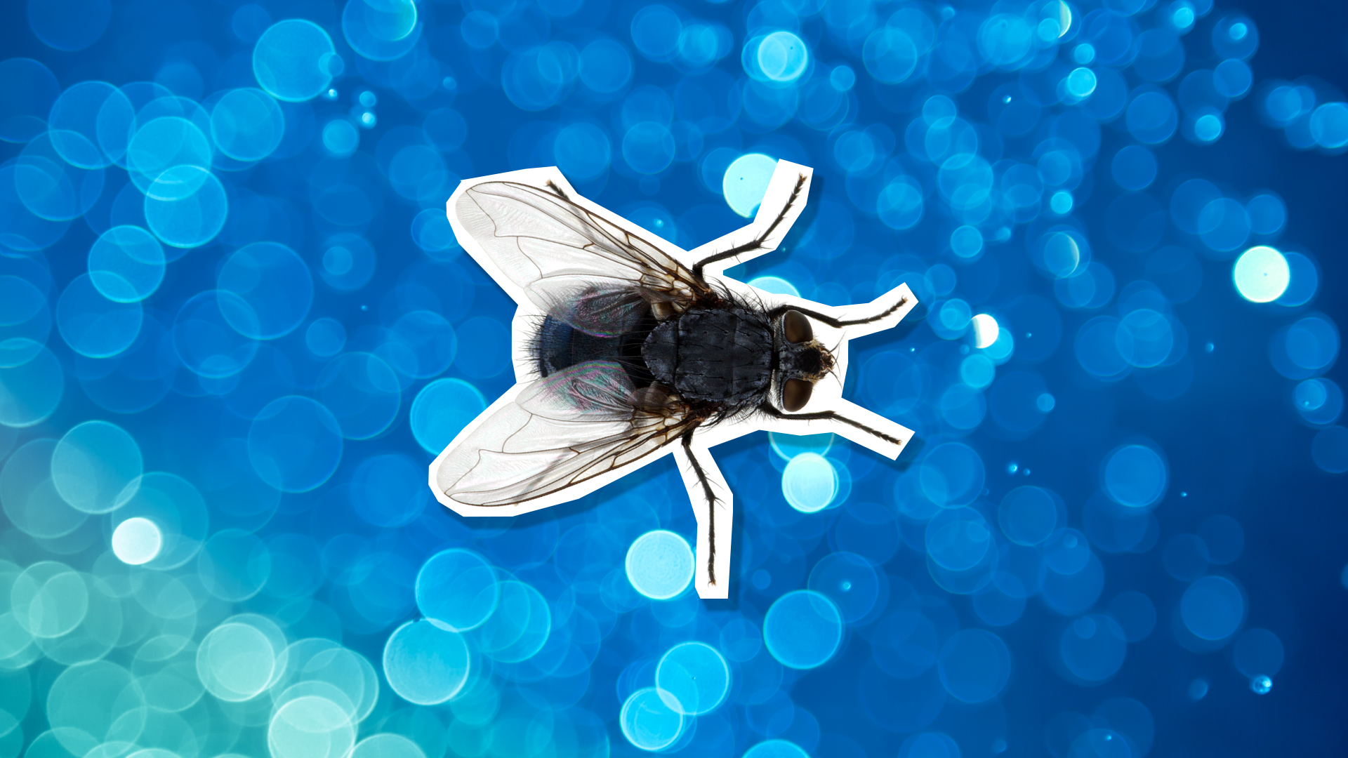 A fly on a blue background