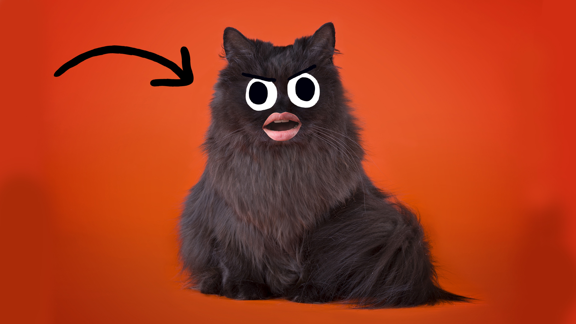 A black cat looks annoyed