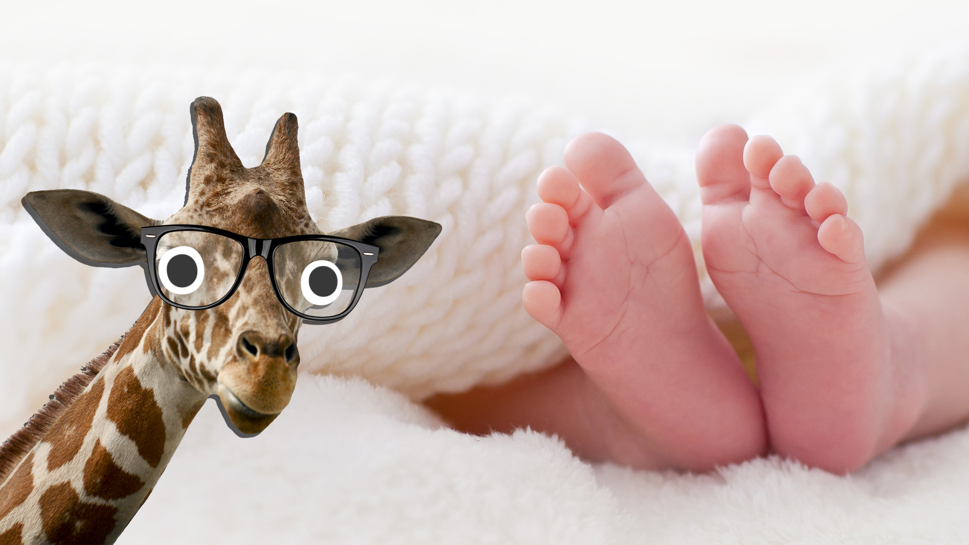 A giraffe looks at some very small feet