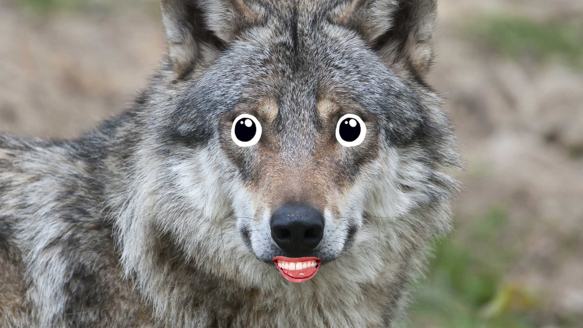 A wolf smiling for the camera