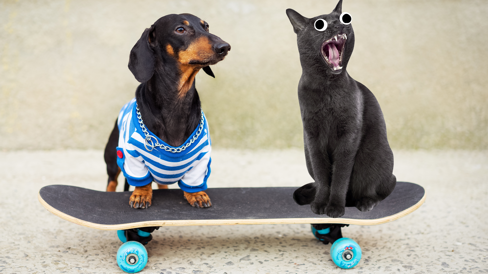 Dog on skateboard  with screaming cat