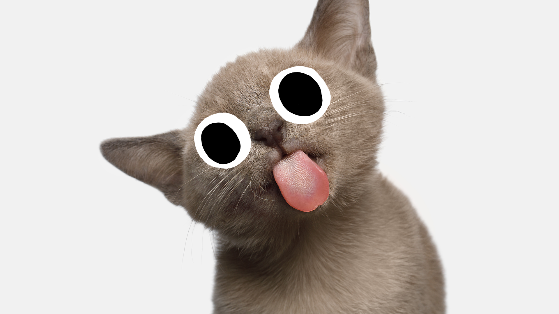 Cat sticking its tongue out on white background