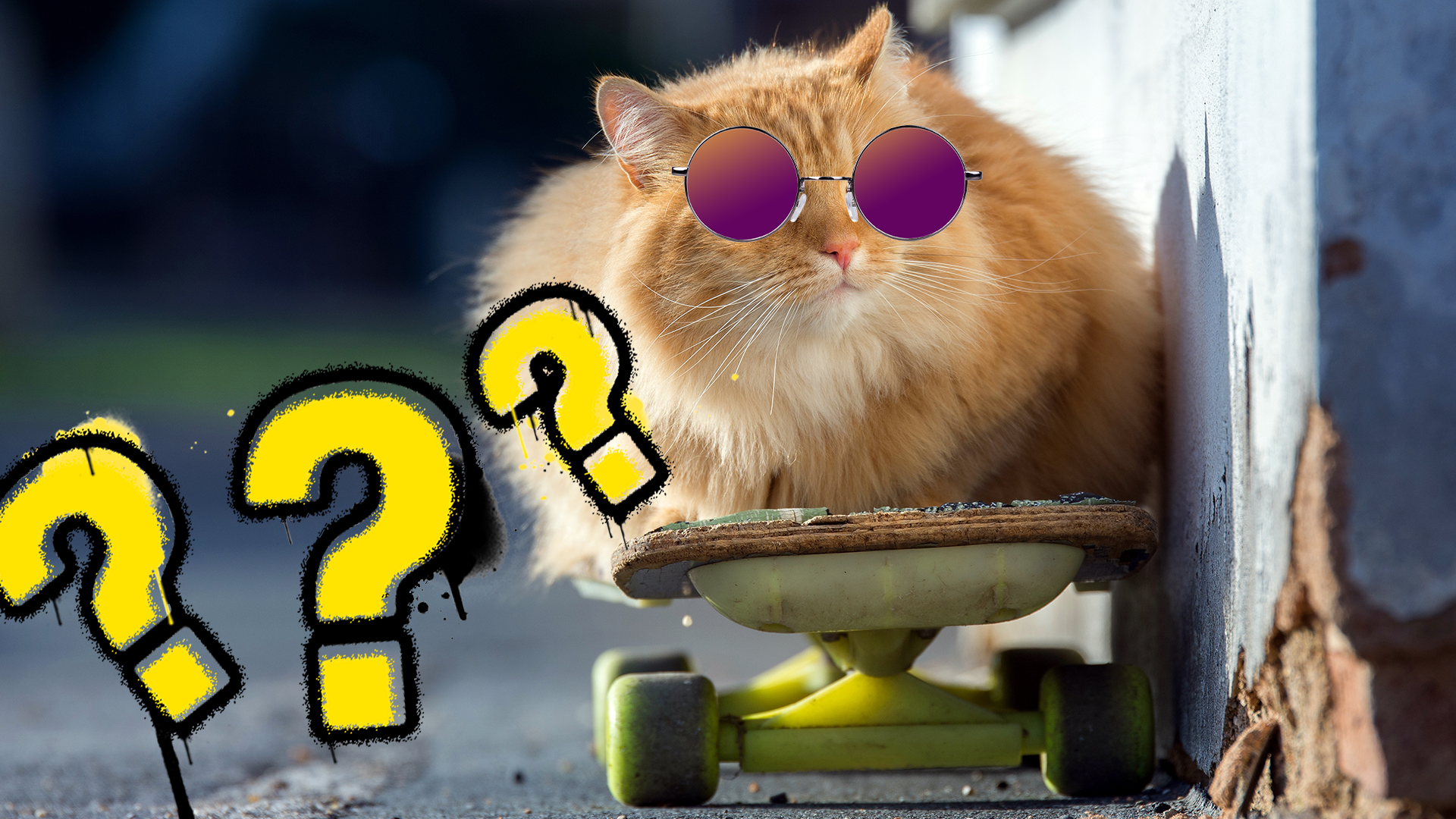 Cat on skateboard with sunglasses