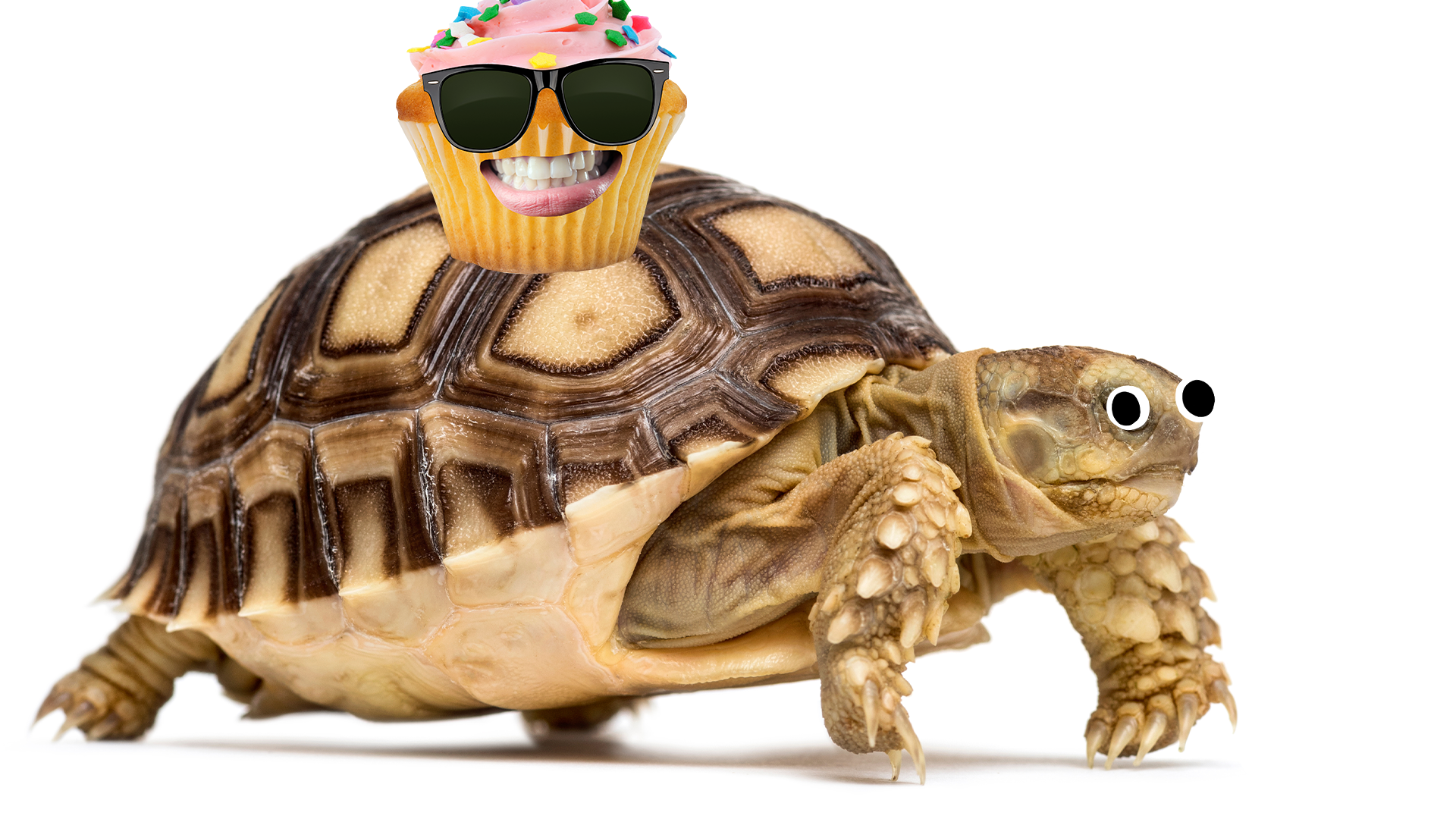 Tortoise with cupcake on it's shell