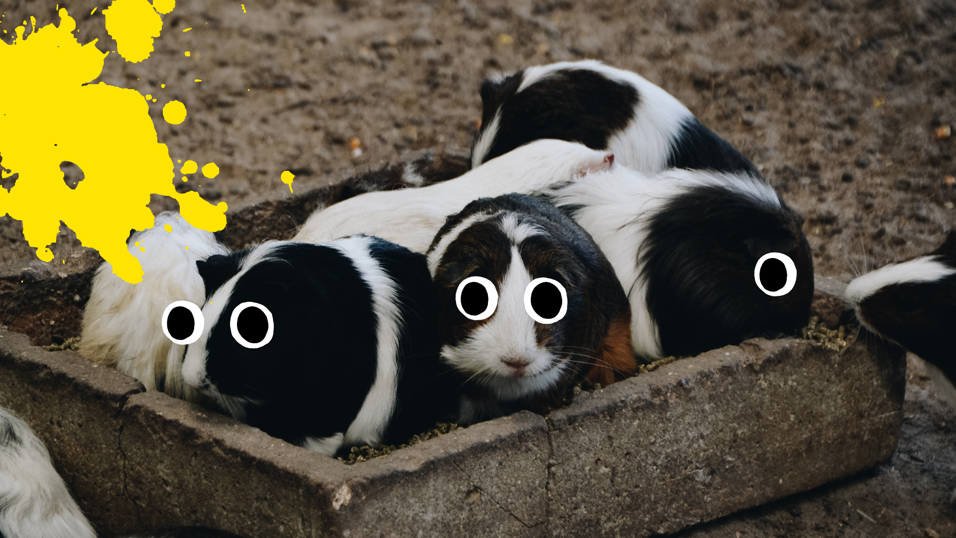 Lots of Guinea pigs and yellow splat