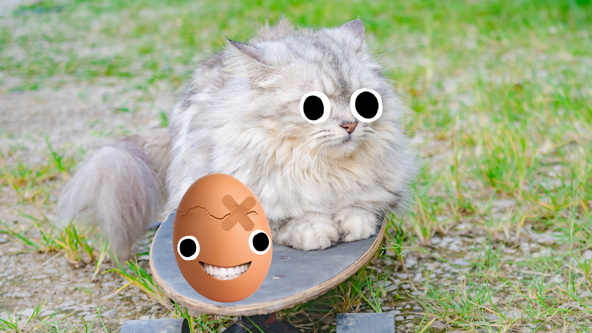 Cat on skateboard with egg