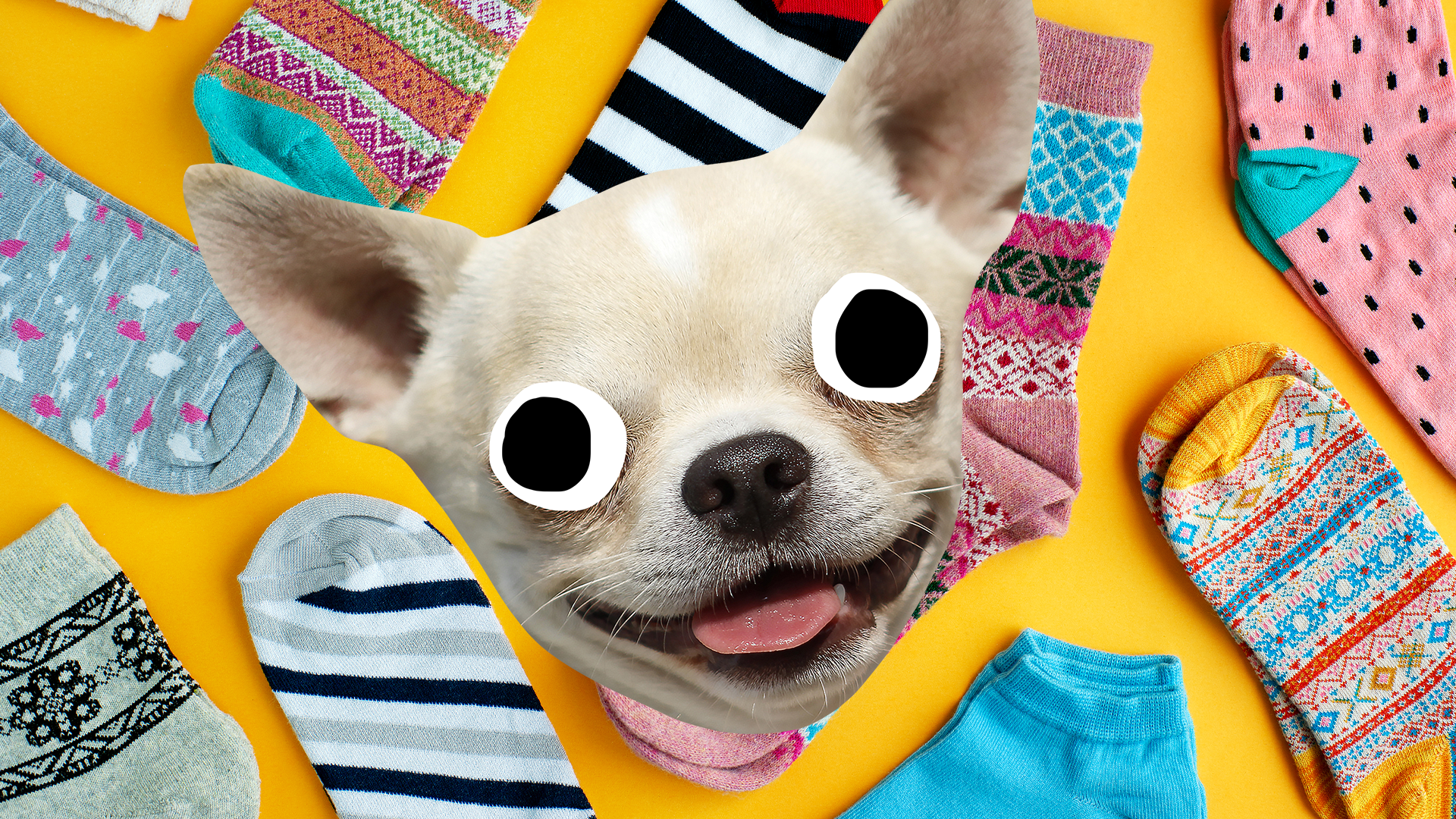 Happy dog face on sock background